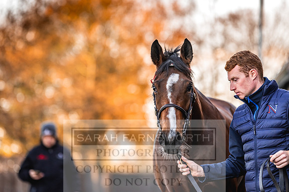 Goffs Nov Breeding Stock Sale 22-70
