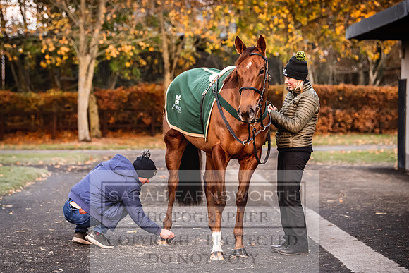 Goffs Nov Breeding Stock Sale 22-331