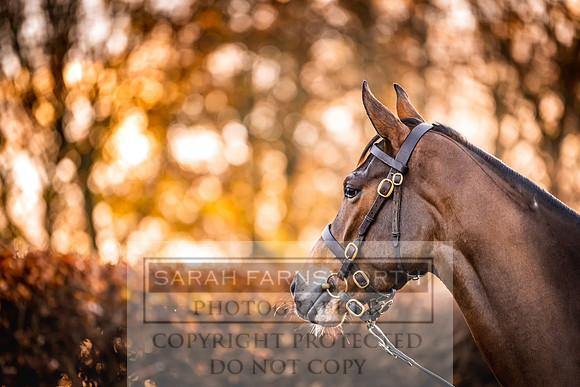 Goffs Nov Breeding Stock Sale 22-47
