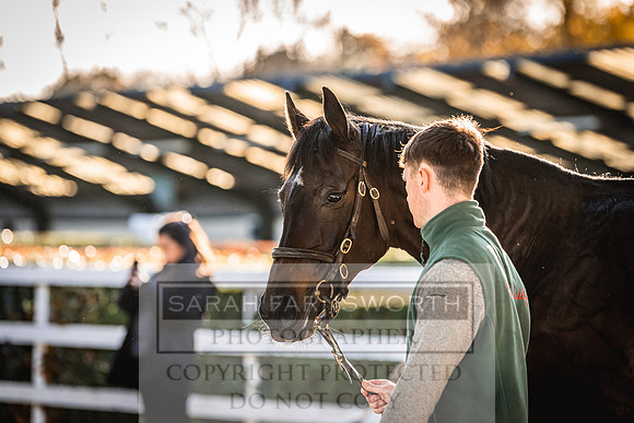 Goffs Nov Breeding Stock Sale 22-233