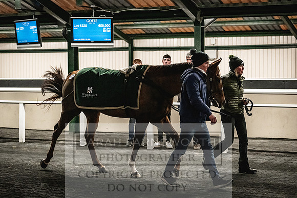 Goffs Nov Breeding Stock Sale 22-362