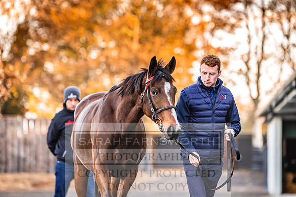 Goffs Nov Breeding Stock Sale 22-69