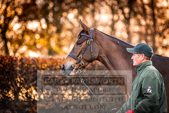Goffs Nov Breeding Stock Sale 22-52
