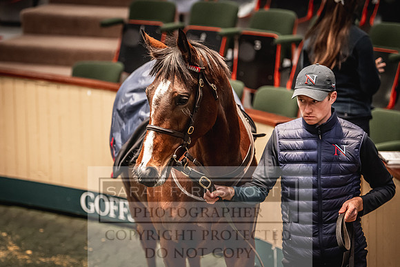 Goffs Nov Breeding Stock Sale 22-209