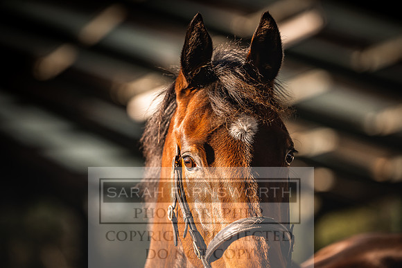 Goffs Nov Breeding Stock Sale 22-135