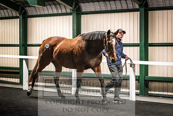 Goffs Nov Breeding Stock Sale 22-459