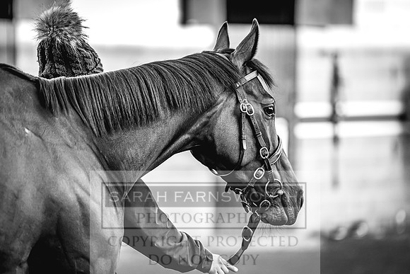 Goffs Nov Breeding Stock Sale 22-85