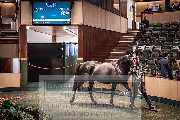 Goffs Nov Breeding Stock Sale 22-290