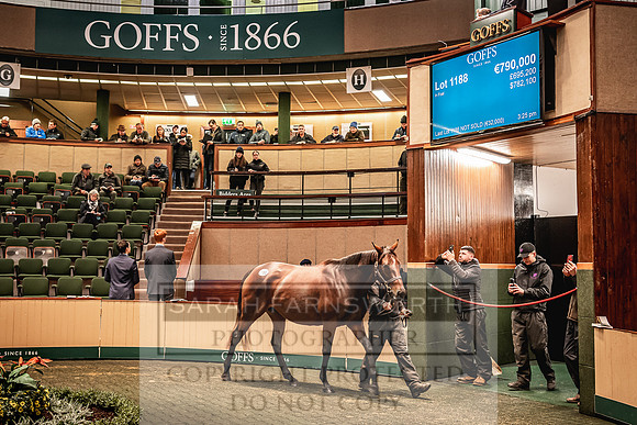 Goffs Nov Breeding Stock Sale 22-303