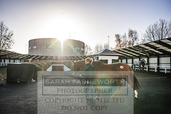 Goffs Nov Breeding Stock Sale 22-149