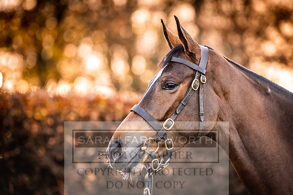 Goffs Nov Breeding Stock Sale 22-54
