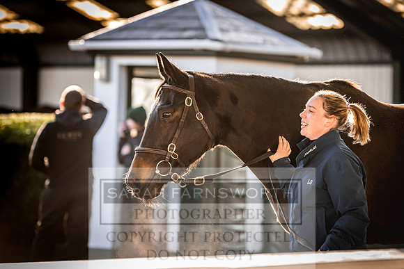 Goffs Nov Breeding Stock Sale 22-239