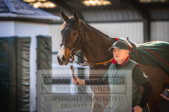 Goffs Nov Breeding Stock Sale 22-228