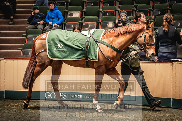 Goffs Nov Breeding Stock Sale 22-354