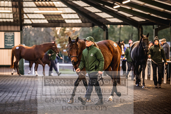 Goffs Nov Breeding Stock Sale 22-341