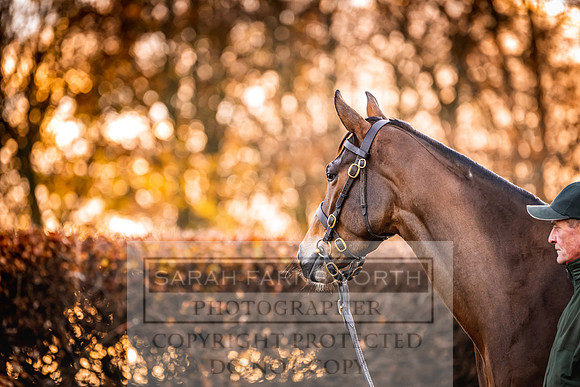 Goffs Nov Breeding Stock Sale 22-50