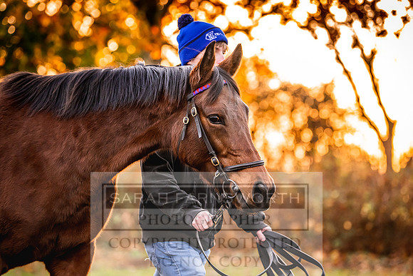 Goffs Nov Breeding Stock Sale 22-36
