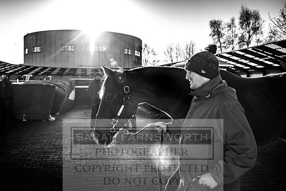 Goffs Nov Breeding Stock Sale 22-157