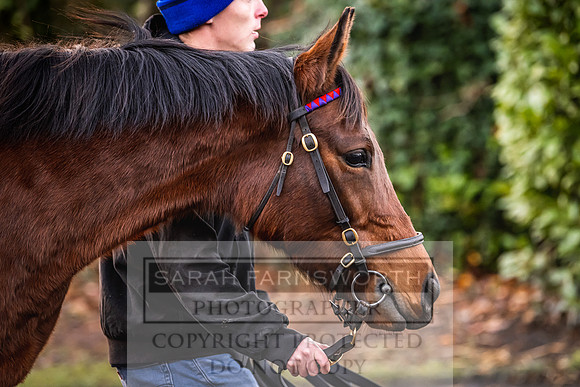 Goffs Nov Breeding Stock Sale 22-30