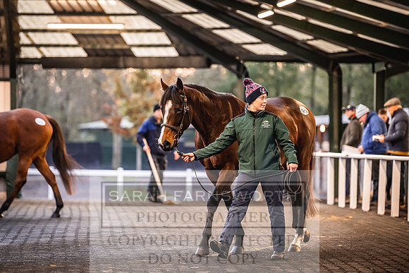 Goffs Nov Breeding Stock Sale 22-339