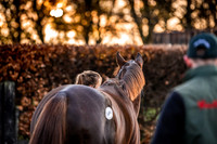 Goffs Nov Breeding Stock Sale 22-17