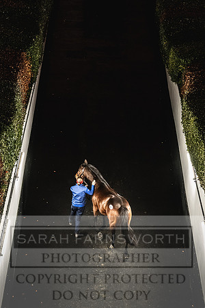 Goffs Nov Breeding Stock Sale 22-372