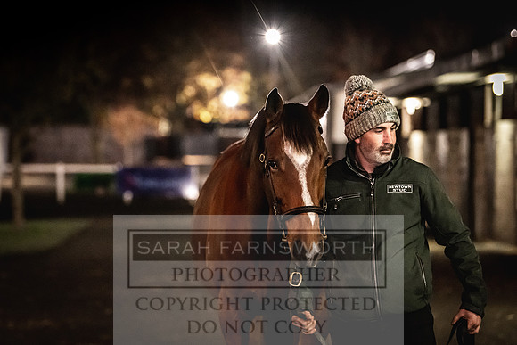 Goffs Nov Breeding Stock Sale 22-441