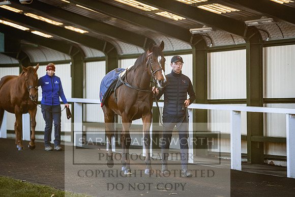 Goffs Nov Breeding Stock Sale 22-211