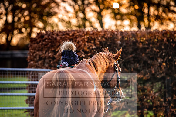 Goffs Nov Breeding Stock Sale 22-23
