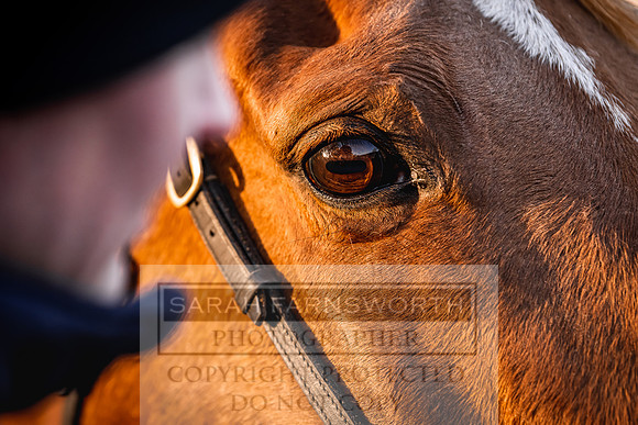 Goffs Nov Breeding Stock Sale 22-106