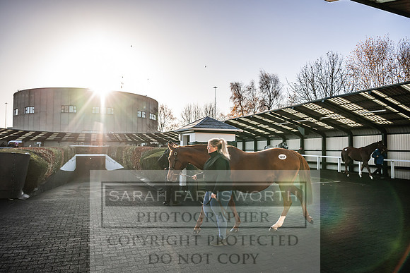 Goffs Nov Breeding Stock Sale 22-148