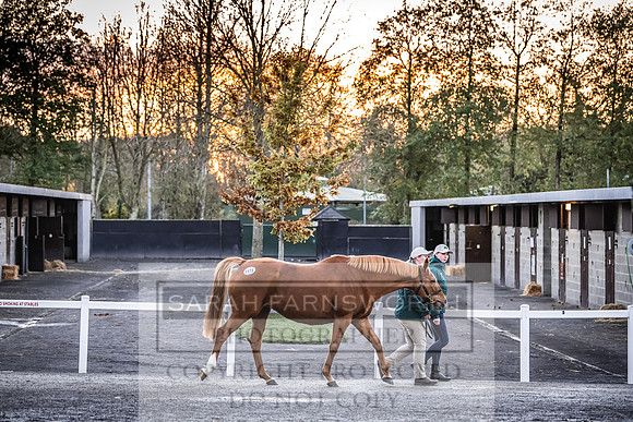 Goffs Nov Breeding Stock Sale 22-324