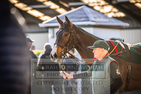Goffs Nov Breeding Stock Sale 22-229