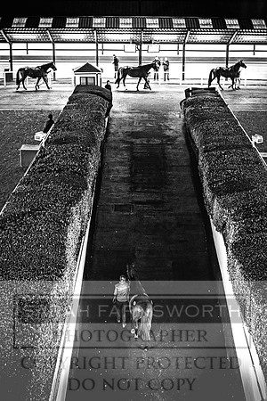 Goffs Nov Breeding Stock Sale 22-374