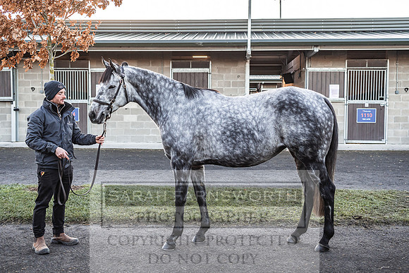 Goffs Nov Breeding Stock Sale 22-77