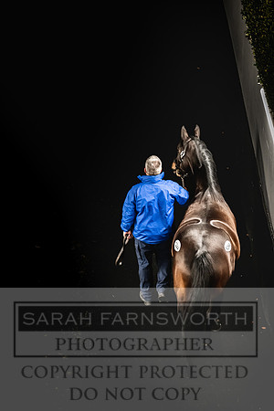 Goffs Nov Breeding Stock Sale 22-383