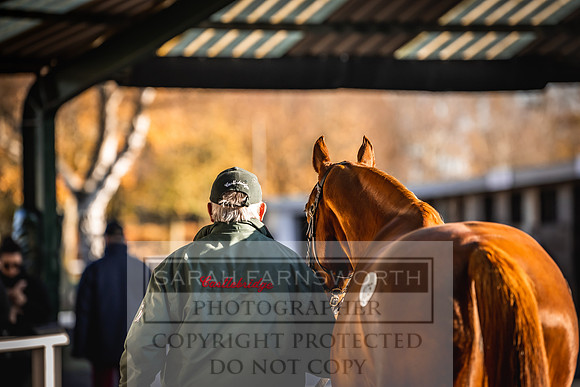 Goffs Nov Breeding Stock Sale 22-169