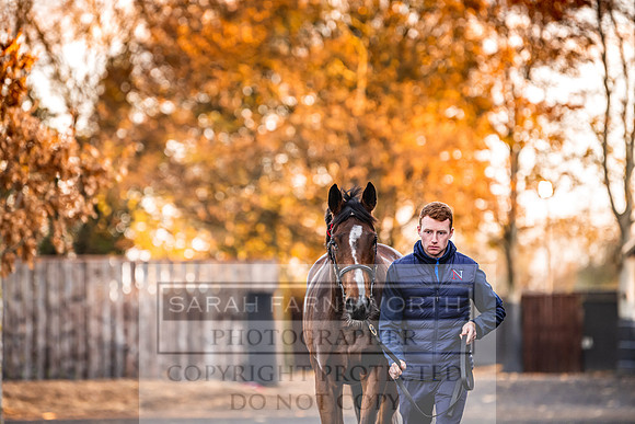 Goffs Nov Breeding Stock Sale 22-67