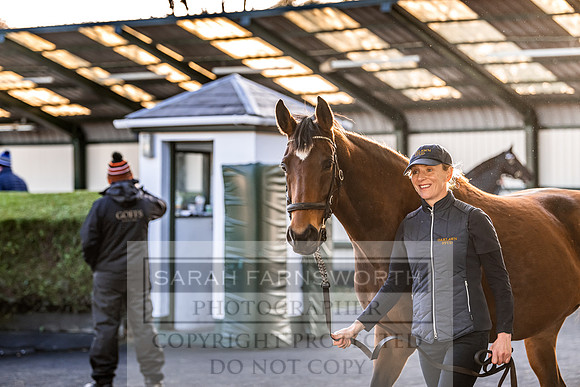 Goffs Nov Breeding Stock Sale 22-282