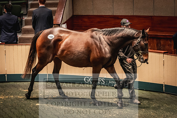 Goffs Nov Breeding Stock Sale 22-300