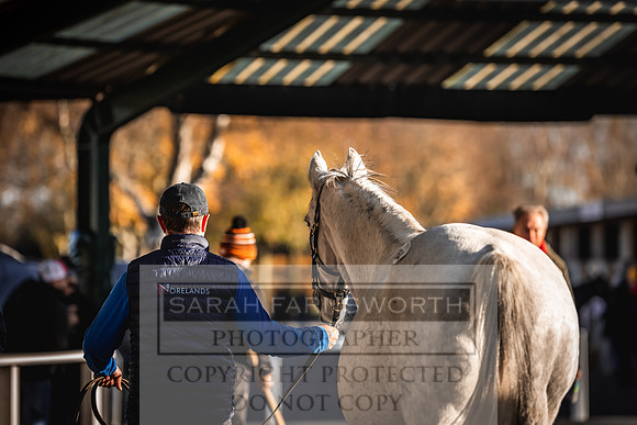 Goffs Nov Breeding Stock Sale 22-168