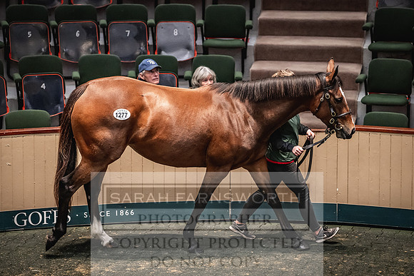 Goffs Nov Breeding Stock Sale 22-424