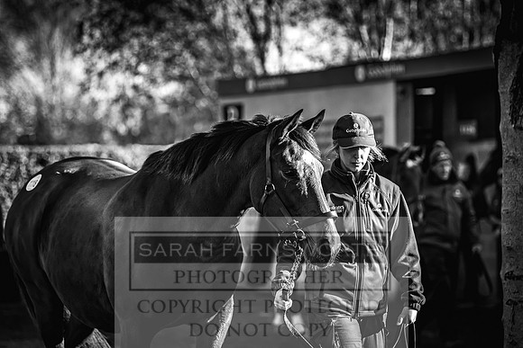 Goffs Nov Breeding Stock Sale 22-197