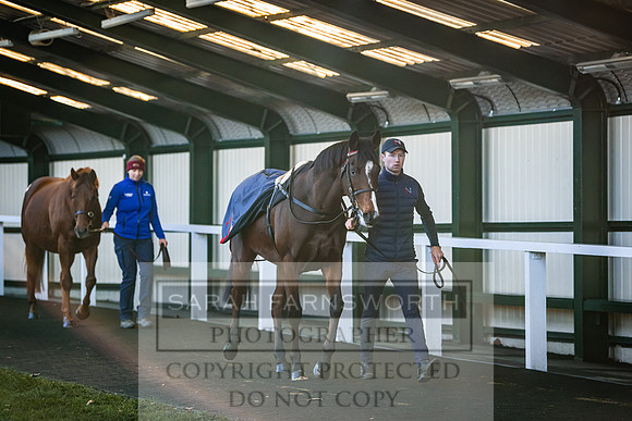 Goffs Nov Breeding Stock Sale 22-212