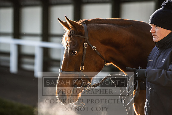 Goffs Nov Breeding Stock Sale 22-160