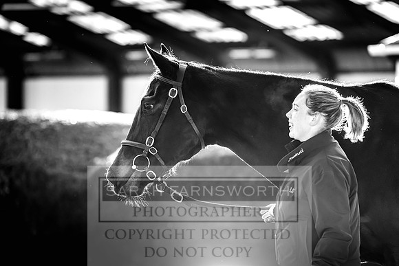 Goffs Nov Breeding Stock Sale 22-240