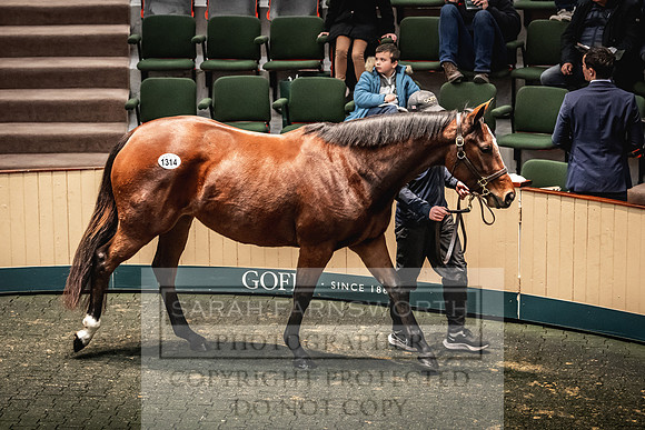 Goffs Nov Breeding Stock Sale 22-452