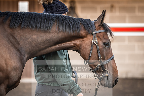 Goffs Nov Breeding Stock Sale 22-83
