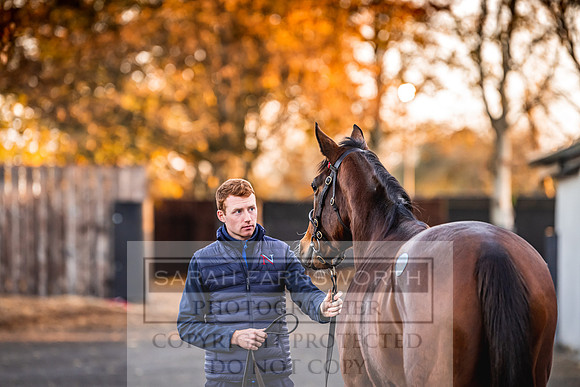 Goffs Nov Breeding Stock Sale 22-71
