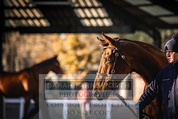 Goffs Nov Breeding Stock Sale 22-134
